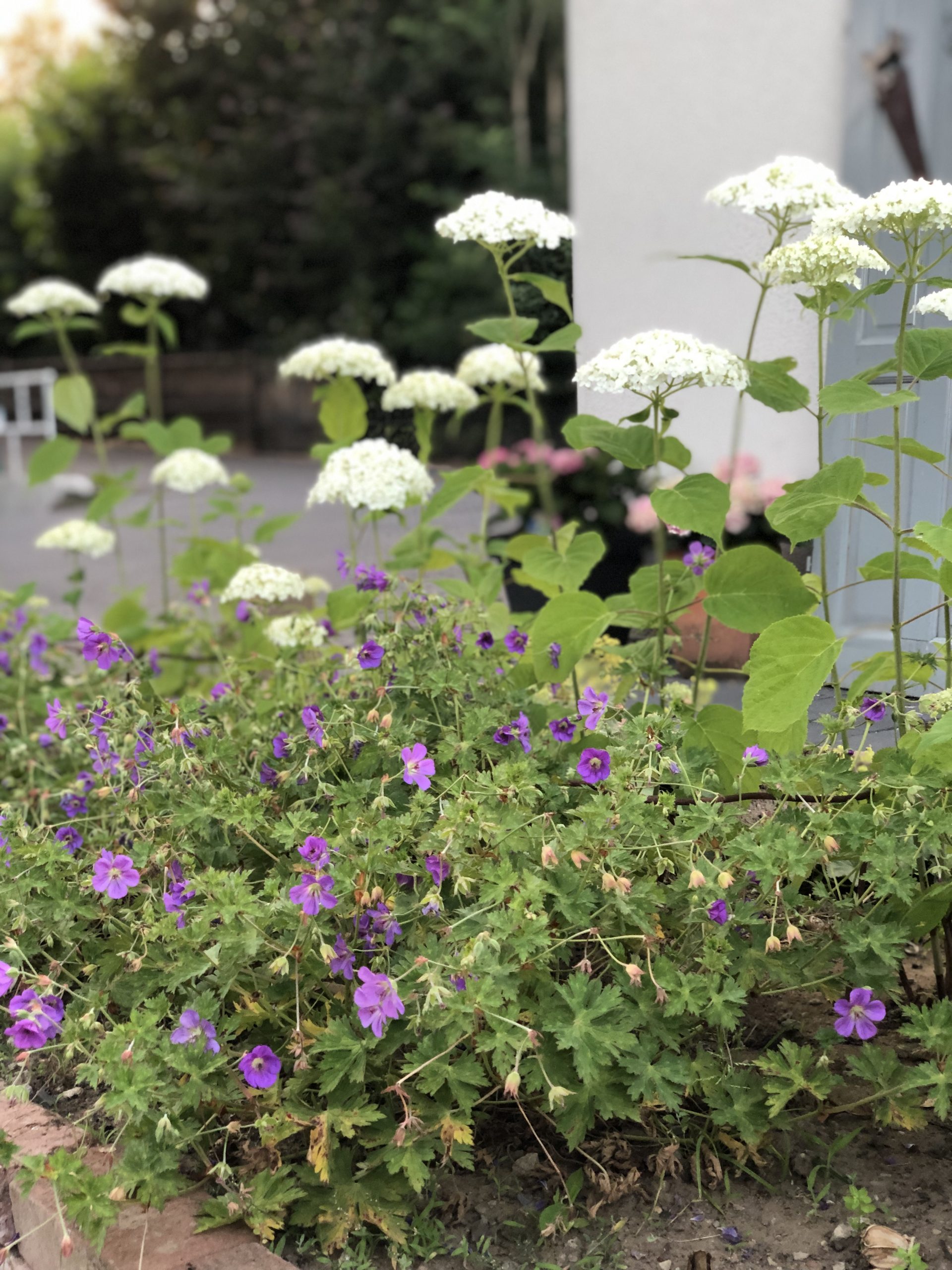 008B4D50-5A12-4EBE-8DDD-7F89D2F161F6_1_201_a